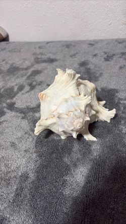 Big shell