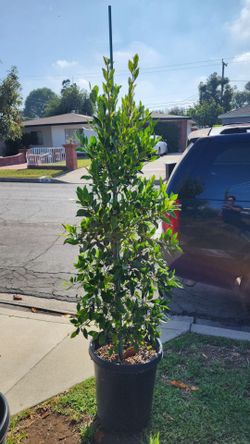 Ficus- Nitida