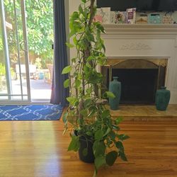 Large Pothos Plant On Wooden Trelis 