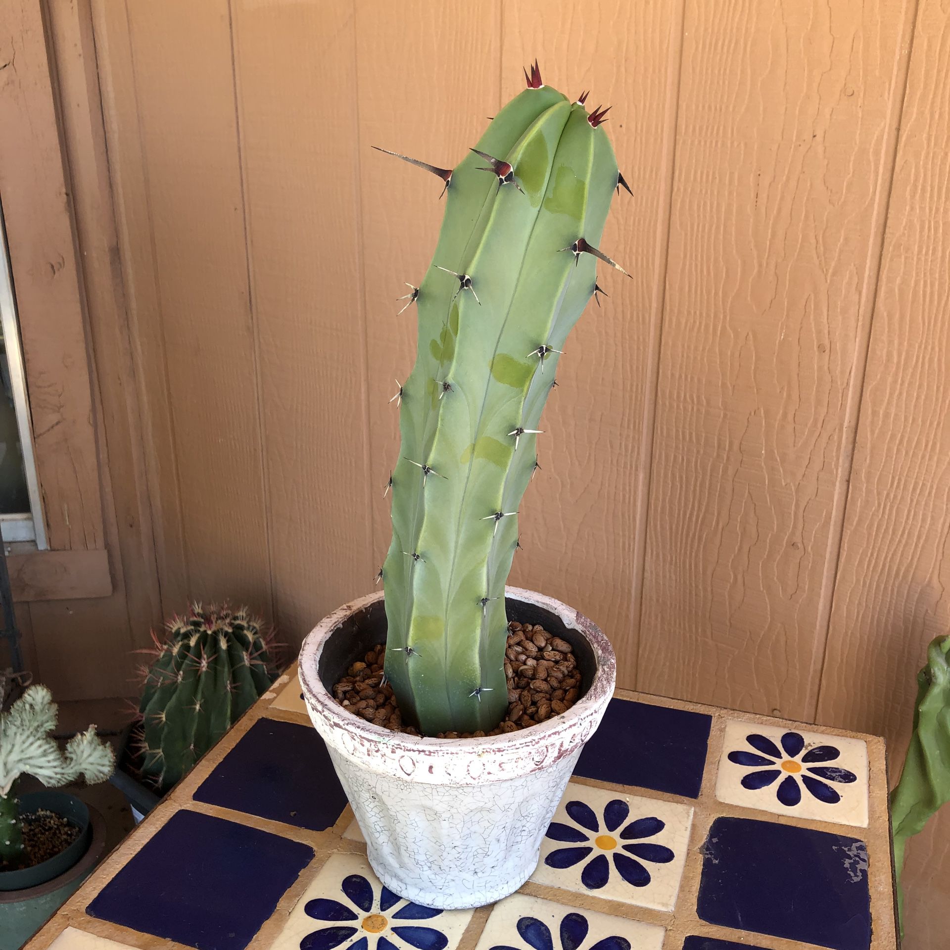 Cactus Plant Cutting Myrtillocactus Geometrizans Grafting Live Beauty
