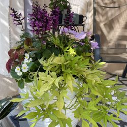 Flowers in a pot for patio and garden