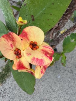 Rare crowd of thorn