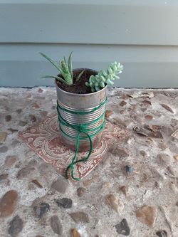 Succulent & aloe vera