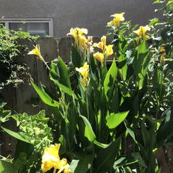 Yellow Canna Lily Plants