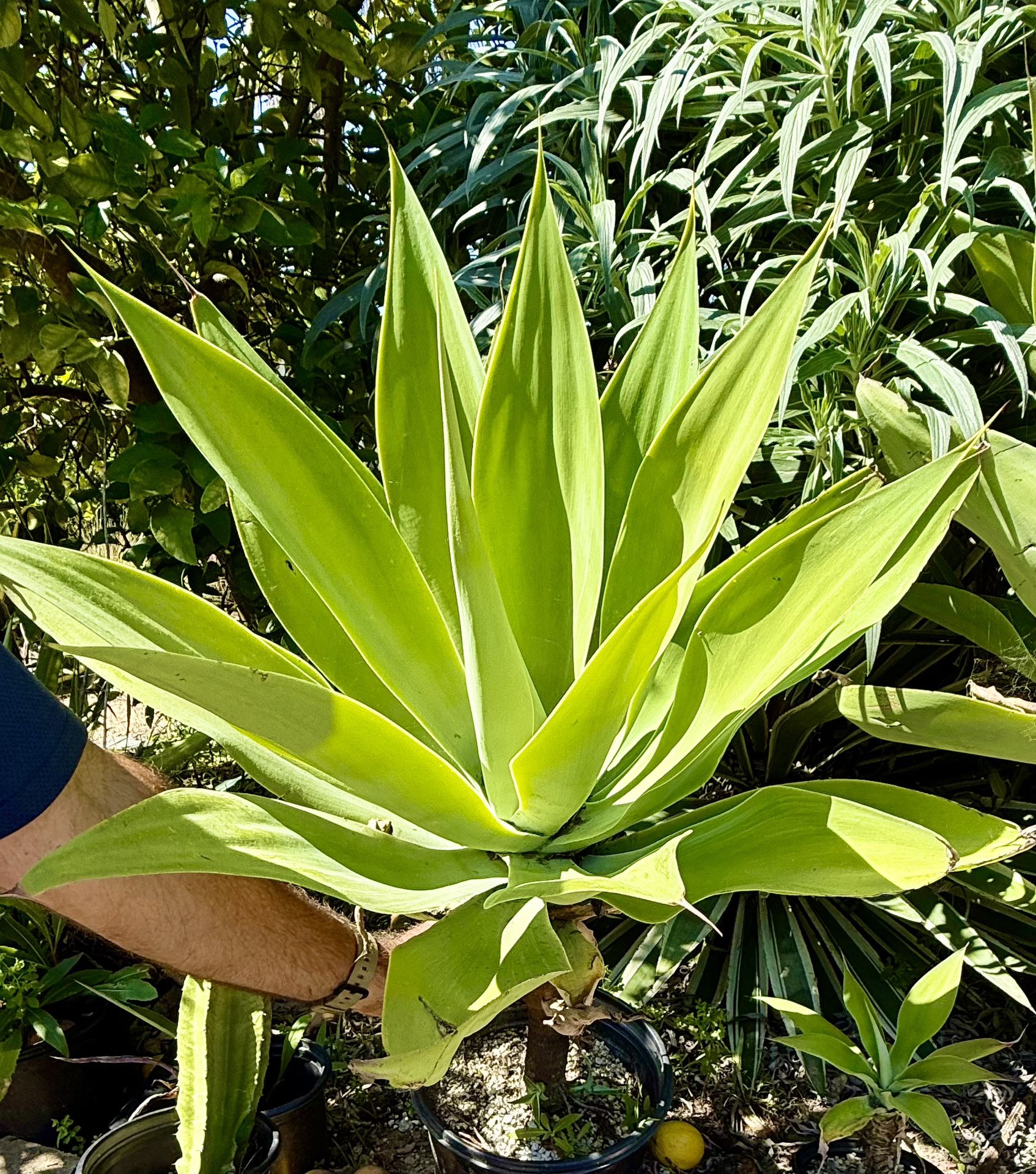 Update New ~ Plant Sale 6/13/25