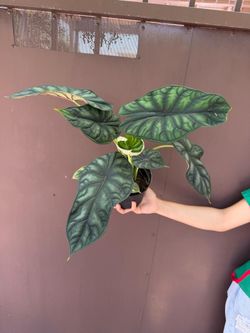 6” alocasia dragon scale