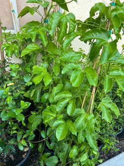 Passion fruit vines25$ each