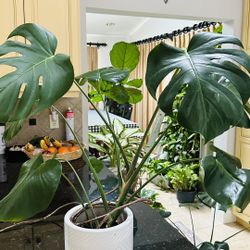 Selling Monstera Deliciosa $25