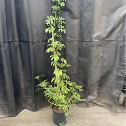 ~5ft (top of plant to bottom of pot) Umbrella plant, low light/low maintenance indoor plant 95820 