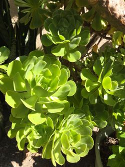 Aonium cuttings