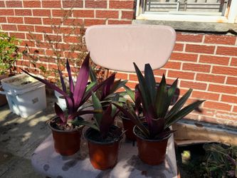 Indoor plant