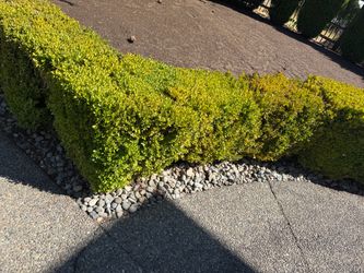 FREE Landscaping Rocks & Pallet of Natural Grass/Sod - Must Pick-Up before 7PM today