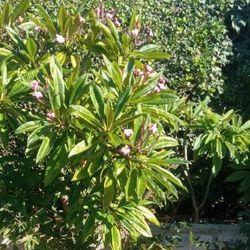 5' Rainbow Plumeria Trees  (4 Total).  $40 Each