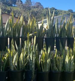 Snake Plants For Sale