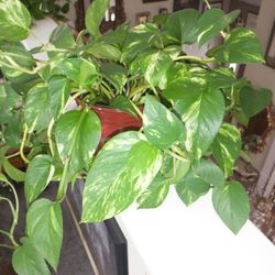 Variegated Pothos 