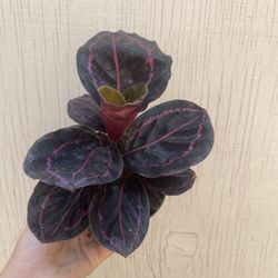4” calathea dottie