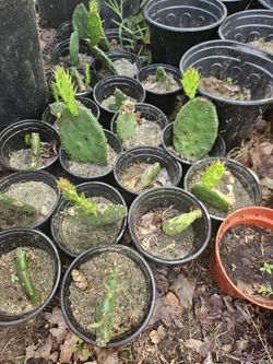 Perineal Eastern Prickly Pear cactus (Opuntia humifusa). single last years quart with new growth.