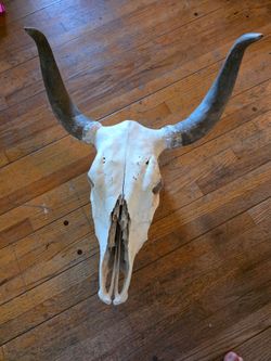 Bull skull 💀