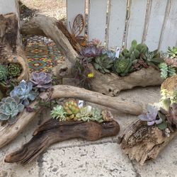 Driftwood Succulent Planters For Your Valentine! ❤️