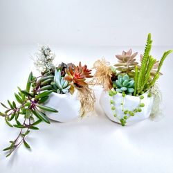 Moss Succulent Collection 