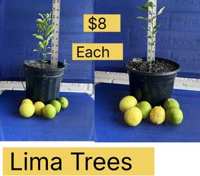 Lima Tree For Sale 