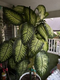 Dieffenbachia 6ft