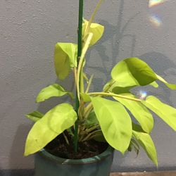 Plant