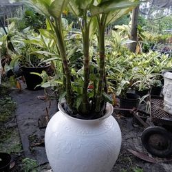 Pot With Plants 