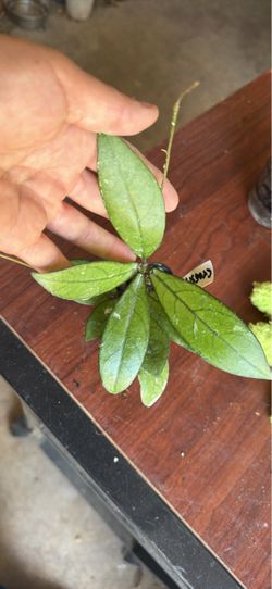Hoya crassipetiolata