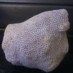 Coral