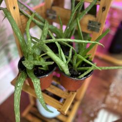 Aloe Plants $2.00 Each 