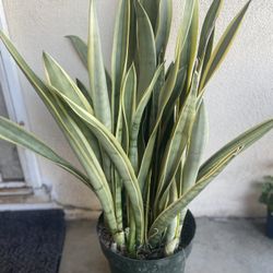 Planta De Lengua De Suegra Oh Espada De San Gorge, Es Planta Grande En Maceta De 5 Gallones 