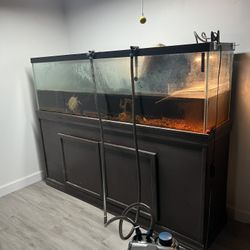 Fish Tank