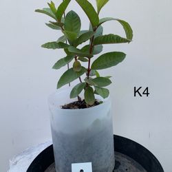 K4-K5- White Thai Guava Tree