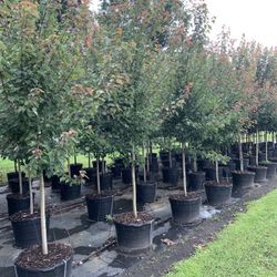Maple Trees 8-10Ft Florida Flame 