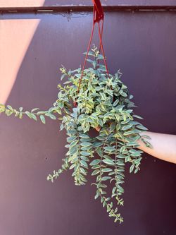 6” Variegated lipstick plant