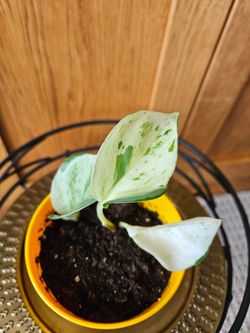 Manjula Pothos (Yellow pot-C)