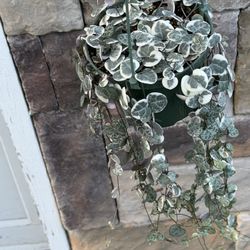 Variegated String Of Hearts