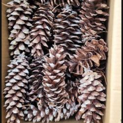 Crafters Pine cones. Mr & Mrs Pinecone
