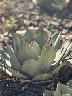 Agave parryi truncata