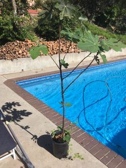 $20 fig tree in 5 gallon