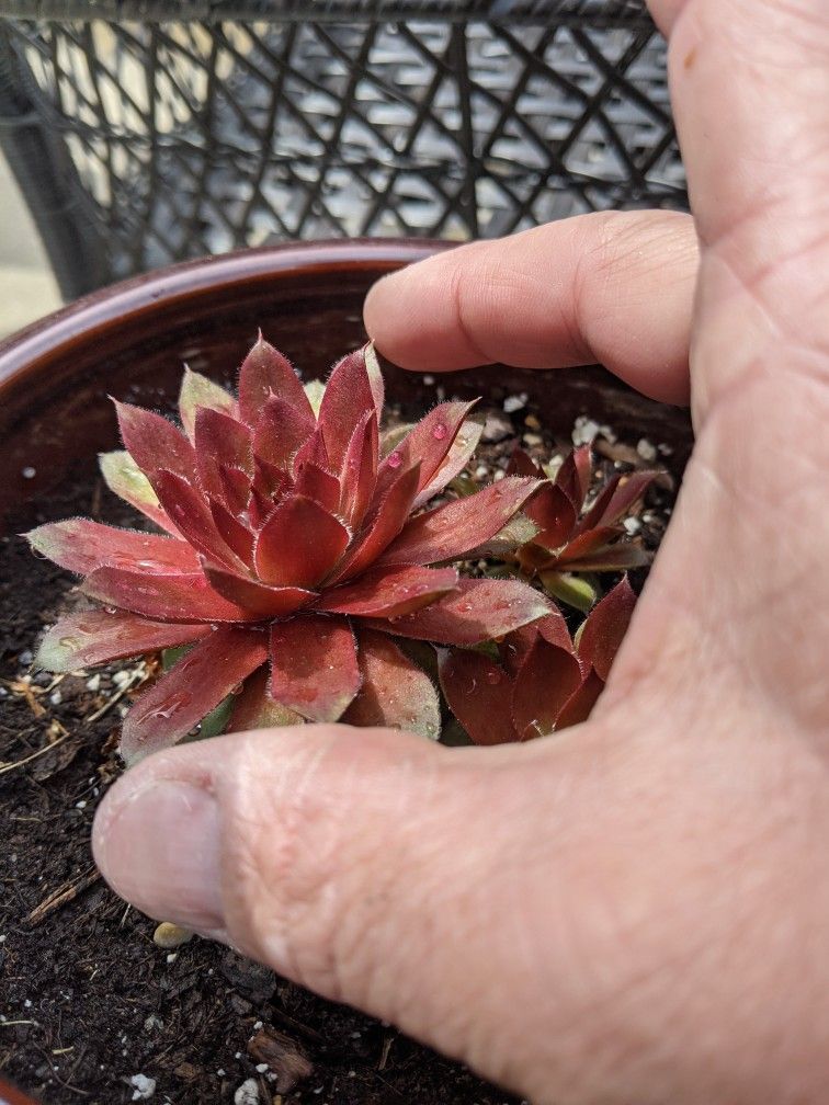 Succulents Red Beautiful