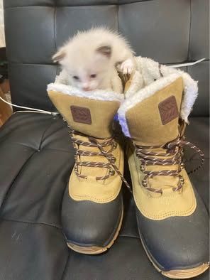 Snowshoes