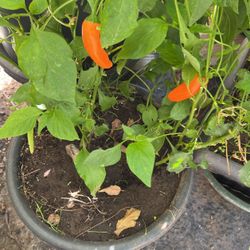 Pepper Plant In A Pot Sweet 