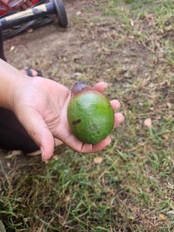 Avocado tree