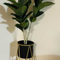 Home Decor Plant