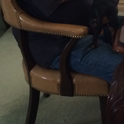 Two office side chairs