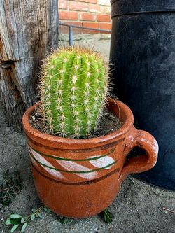 Cactus in a Mexican Mug