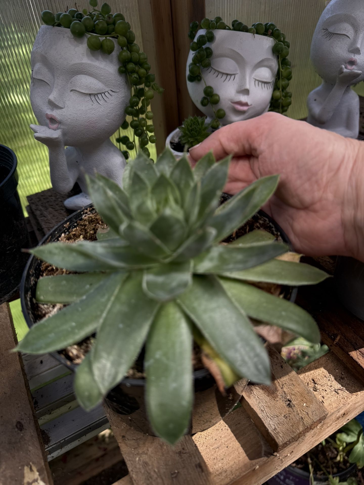 Large Succulent