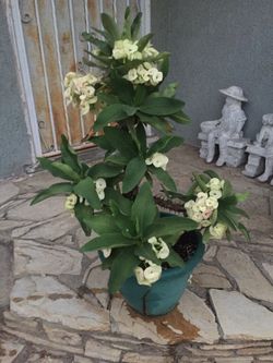 Corona de cristo blanca